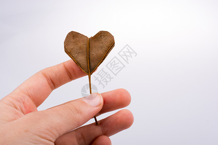 心脏形状切切叶 手握在满是草的背面上幸福干叶树叶知识手绘叶子教育学生活松果心形背景图片