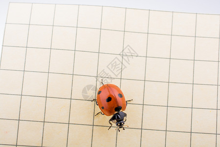 美丽的红母虫在纸上行走红色宏观瓢虫生活生物学荒野甲虫漏洞昆虫季节背景图片