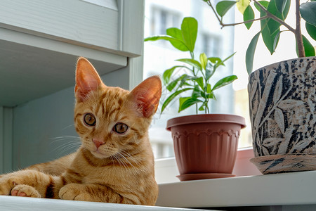 一只姜小猫睡在窗台上 就在花盆里的植物旁边高清图片