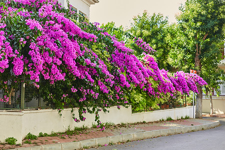 以鲜亮紫花装饰一栋住宅楼的入口石头村庄紫色旅行花园衬套乡村农村火鸡背景图片