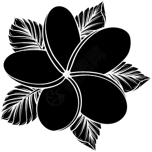 惠屿岛矢量图的孤立在惠特鸡蛋花温泉情调花瓣热带文化异国星星植物群植物插图插画