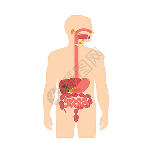 胃食管人体解剖学消化系统消化身体冒号解剖学图表食管插图器官胆囊科学插画
