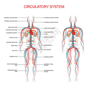 人体解剖学循环系统人体血液动脉医疗图表心脏病学解剖学科学器官健康静脉身体插图插画