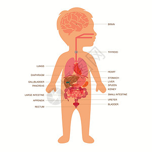儿童身体解剖胰腺科学药品教育健康膀胱生物学孩子医疗胆囊背景图片