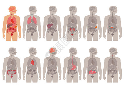 人体解剖器官背景图片