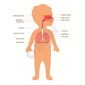 呼吸系统解剖学卫生鼻子支气管教育气管孩子们隔膜男生科学卡通片设计图片