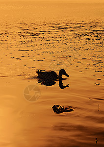 白鸭在日光下河面游荡 在东欧的春天风景动物池塘环境野生动物观鸟日落荒野羽毛反射水坑背景
