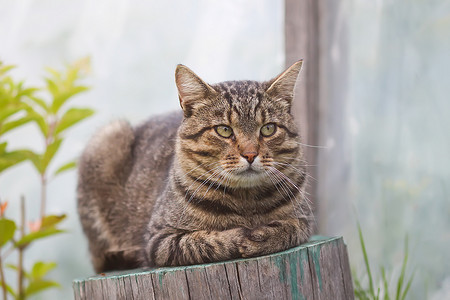 孟买猫猫科动物漂亮的高清图片