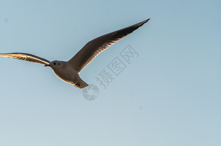 奥赫里德野生海鸥飞越奥赫里德湖上空空气羽毛海鸟野生动物动物尾巴摄影蓝色荒野飞行背景