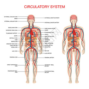 人体内脏器官循环系统人体血液动脉主动脉插图中庭静脉心脏病学身体器官图表科学解剖学插画