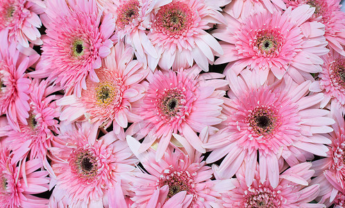 作为背景的美丽花朵雏菊环境陶器植物群场地生长礼物叶子蝴蝶花瓣背景图片