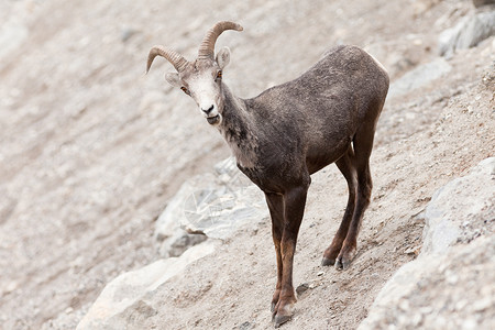 石羊奥维斯达利斯图尔提喇叭石头野生动物绵羊岩石鹿角内存亚种动物少年背景