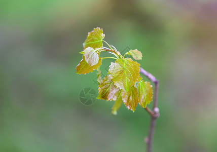 年轻的橡树枝在早春在森林里季节叶子树叶阳光晴天公园植物生长花园植物群背景图片