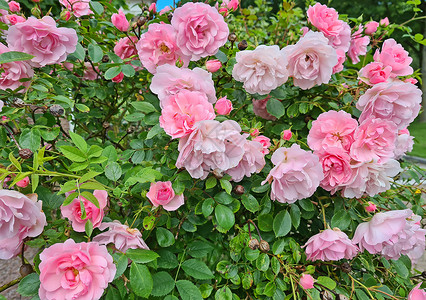 荷兰夏季盛开的美丽粉红玫瑰高清图片