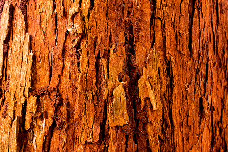 树上生动的红色树干分支机构背景图片