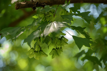 树叶和林木果绿本绿色背景背景图片
