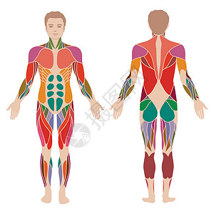 右内收肌大肌肌肉解剖身体内收肌手臂药品长肌建筑组织科学解剖学生物学插画