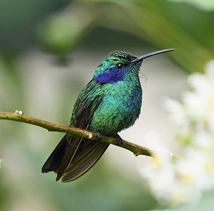 世界上美丽的野生生物旅行野生动物游记行社世界旅游背景图片