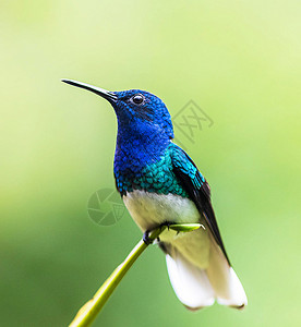 世界上美丽的野生生物旅游游记野生动物行社旅行世界背景图片