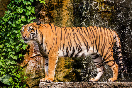 孟加拉虎与竹林一起站在背景之下猎人哺乳动物反思荒野危险动物野生动物食肉猫科橙子背景图片