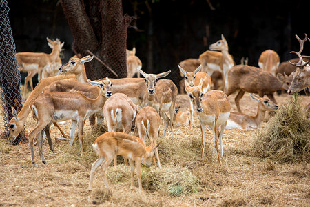 动物园的鹿动物鹿角荒野尾巴游戏毛皮哺乳动物森林摄影架子背景图片