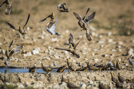 沙鸡南非Kgalagadi跨界公园的Namaqua沙质种植鸽子旅游气候游戏飞行跨境荒野驱动野性紫檀背景