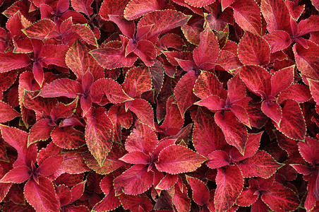 多年生植物的鲜红叶子 装饰性红色天鹅绒锦紫苏球道植物植物群花坛树叶左手香粉色花园植物学背景图片