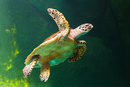 白鹤梁水下博物馆绿海龟在博物馆水族馆游泳威胁潜水太阳海洋勘探濒危优美乌龟海滩热带背景