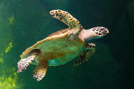 海洋乌龟绿海龟在博物馆水族馆游泳野生动物太阳海滩珊瑚海洋潜水生活濒危勘探威胁背景
