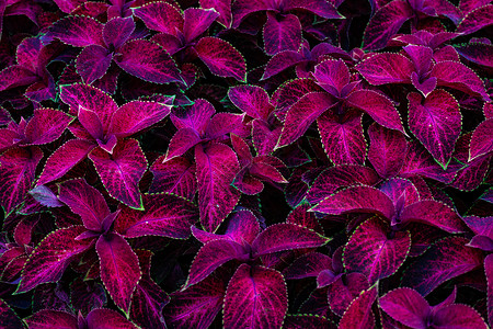特写热带叶叶红色植物背景图片