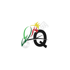 字母 Q 与鹦鹉鸟图标标志设计 vecto背景图片