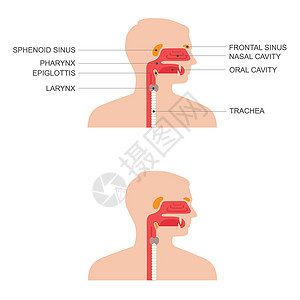 鼻喉解剖图缩唇呼吸高清图片