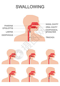 语音系统吞咽系统插画