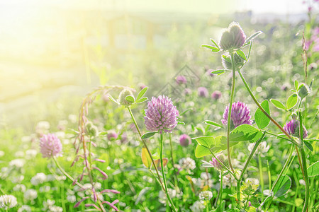 亮绿色和太阳光束耀斑上的粉红三叶花草本植物花园花瓣场地生长对比色植物群草地晴天紫色背景图片