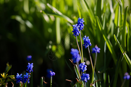 花朵在春天的花床上长生 在花床上生长植物群花瓣场地园艺植物季节杂色花园紫色野花背景图片