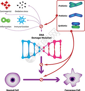 致癌物质益生菌防止 DNA 损伤和突变设计图片