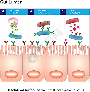 细胞吸收肠腔 柱状上皮细胞插画