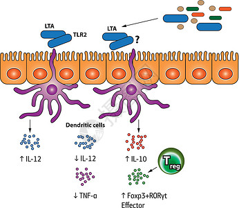 刺激调节性 T 细胞制作图案高清图片