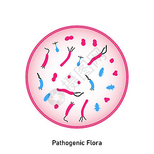 正常微生物群皮肤和粘膜的致病菌群大肠杆菌微生物群链球菌病菌细胞感染植物群危险微生物学插图设计图片