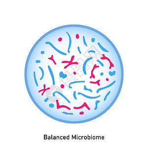 正常平衡的皮肤植物和粘黏膜植物细菌酵母菌肠胃消化细胞发酵链球菌乳球菌植物群病菌背景图片