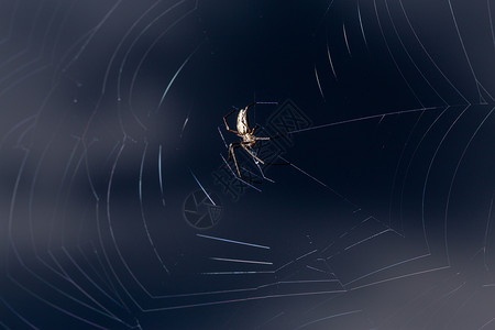 花园蜘蛛织网 深蓝色模糊背景危险野生动物陷阱森林宏观捕食者漏洞生物蛛网圈套背景图片