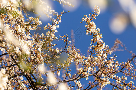阳光明媚的天亮的樱桃李子蓝色生长生活公园植物学花瓣脆弱性晴天花朵樱桃李背景