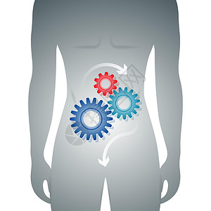 解毒肾排毒以齿轮机制为代表的胃内消化良好的人体插画
