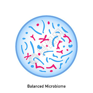 正常平衡的皮肤植物和粘黏膜植物食物微生物群酵母菌殖民地细菌细菌学病菌乳球菌插图链球菌插画