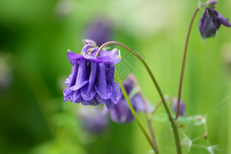 阉鸡耧斗菜的蓝色花花园金鱼紫色花序生长野花花坛植物学雌蕊花瓣背景