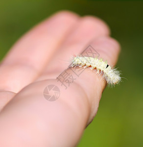 毛茸茸的毛毛虫在一只手上组织植物雏菊鳞翅目叶子柔毛蝴蝶幼虫动物宏观背景图片
