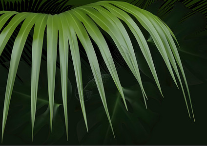 深色树叶深色背景与热带叶真实感旅行植被插图植物学树叶丛林名片异国季节插画