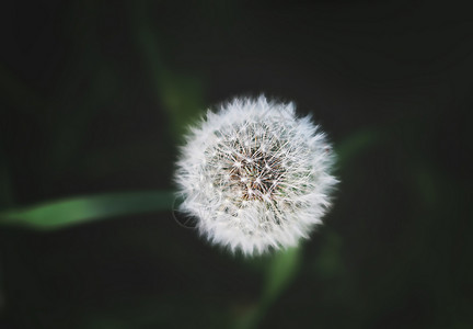 绿色背景的丹德利翁花背景图片