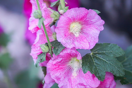 马尔瓦夏季花园中花朵Malva alcea 切碎的billow 或植物叶子玫瑰种子野花草地花瓣药品麝香村庄背景