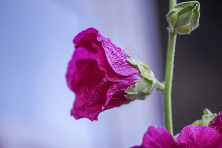 马尔瓦夏季花园中花朵Malva alcea 切碎的billow 或花瓣草地公园蔷薇植物麝香药品种子叶子栗色背景